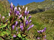 20 Genzianella germanica (Gentianella rhaetica o forse anisodonta) con vista verso il Ponteranica
